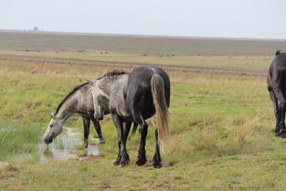 Pure bred percheron sport horses005.jpg
